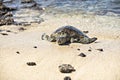 The Green Sea Turtle on the beach with the tropical ocean in the background Royalty Free Stock Photo