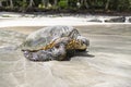 The Green Sea Turtle on the beach with the tropical ocean in the background Royalty Free Stock Photo