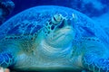 Green Sea Turtle