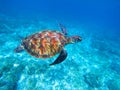 Green sea turtle in sea. Big green sea turtle closeup. Wild nature marine species.