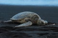 Green Sea Turtle on the Big Island Royalty Free Stock Photo