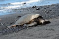 Green sea turtle on a black sand beach, Big Island, Hawaii Royalty Free Stock Photo