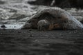 Green sea turtle black sand Royalty Free Stock Photo