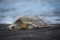 Green sea turtle on black sand beach in Hawaii Big island1