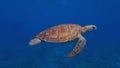 Green sea turtle Royalty Free Stock Photo