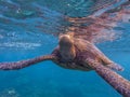 Green Sea Turtle breathing at surface low angle close up Royalty Free Stock Photo