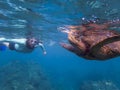 Green Sea Turtle Breathing at Surface with Snorkeler in Background Royalty Free Stock Photo