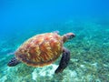 Green sea turtle with brown shell swims underwater. Tropical nature of exotic island.