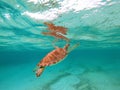 Green Sea Turtle in Caribbean Sea near Akumal Bay Mexico Royalty Free Stock Photo