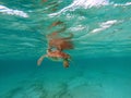 Green Sea Turtle in Caribbean Sea near Akumal Bay Mexico Royalty Free Stock Photo