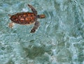 Green Sea Turtle, Cayman Island Royalty Free Stock Photo