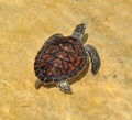 Green Sea Turtle, Cayman Island