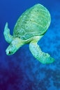 Green sea turtle (Chelonia mydas)