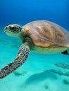 Green sea turtle. Reptiles and Amphibians Royalty Free Stock Photo