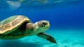 Green sea turtle. Reptiles and Amphibians Royalty Free Stock Photo