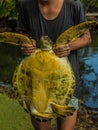 Woman holds green sea turtle Chelonia mydas by front paws. Its also known as the green, black sea or Pacific green turtle of Royalty Free Stock Photo