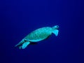 Green sea turtle