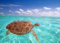 Green sea Turtle Chelonia mydas Caribbean