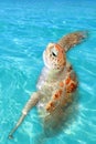 Green sea Turtle Chelonia mydas Caribbean Royalty Free Stock Photo