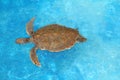 Green sea Turtle Chelonia mydas Caribbean