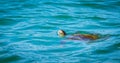 The green sea turtle (Chelonia mydas) comes to the ocean water surface to breathe fresh air Royalty Free Stock Photo