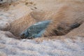 Green sea turtle Chelonia mydas covers up hole used for laying eggs on beach of Ras al Jinz in Oman Royalty Free Stock Photo