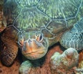 Green sea turtle ( Chelonia Mydas), animal face close up Royalty Free Stock Photo