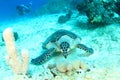 Green sea turtle feeding on corals with diver behind Royalty Free Stock Photo