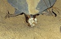 GREEN SEA TURTLE chelonia mydas, FEMALE LAYING EGGS IN NEST ON BEACH, MALAISIA