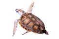 Green Sea Turtle Royalty Free Stock Photo