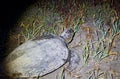 Green sea turtle (chelonia mydas) on a natural beach at night. Royalty Free Stock Photo