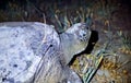 Green sea turtle (chelonia mydas) on a natural beach at night. Royalty Free Stock Photo