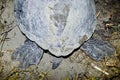 Green sea turtle (chelonia mydas) on a natural beach at night. Royalty Free Stock Photo