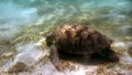 Green sea turtle (Chelonia mydas). Red Sea, Egypt. Royalty Free Stock Photo