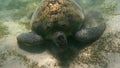 Green sea turtle (Chelonia mydas). Red Sea, Egypt. Royalty Free Stock Photo