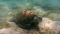 Green sea turtle (Chelonia mydas). Red Sea, Egypt. Royalty Free Stock Photo