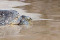 green sea turtle Chelonia mydas relax on beach, Galapagos, Ecuador, South America Royalty Free Stock Photo