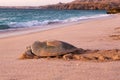 Green sea turtle Chelonia mydas returning to sea at dawn after laying eggs on beach of Ras al Jinz in Oman Royalty Free Stock Photo