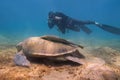 Green sea turtle  Chelonia Mydas and scuba diver with underwater camera on the background Royalty Free Stock Photo