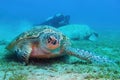 Green sea turtle  Chelonia Mydas and scuba diver with underwater camera on the background Royalty Free Stock Photo