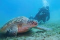 Green sea turtle  Chelonia Mydas and scuba diver with underwater camera on the background Royalty Free Stock Photo