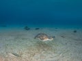 Green sea turtle, Chelonia mynas. Bonaire, Caribbean Netherlands. Diving holiday Royalty Free Stock Photo