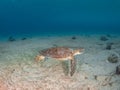 Green sea turtle, Chelonia mynas. Bonaire, Caribbean Netherlands. Diving holiday Royalty Free Stock Photo