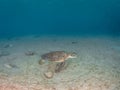 Green sea turtle, Chelonia mynas. Bonaire, Caribbean Netherlands. Diving holiday Royalty Free Stock Photo