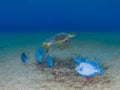 Green sea turtle, Chelonia mynas. Bonaire, Caribbean Netherlands. Diving holiday Royalty Free Stock Photo