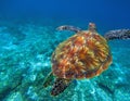 Green sea turtle in clear sea water. Tropical nature of exotic island. Royalty Free Stock Photo