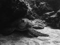 Green Sea Turtle Close Up Black and White on Ocean Floor