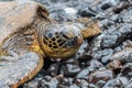 Green Sea Turtle Close up on a Rocky Beach Royalty Free Stock Photo