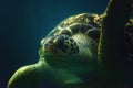 Green Sea Turtle Close up