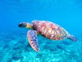 Green sea turtle closeup. Big green sea turtle closeup. Marine species in wild nature. Royalty Free Stock Photo